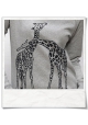 Giraffe in love / women Sweatshirt / Grey / Fair and Organic